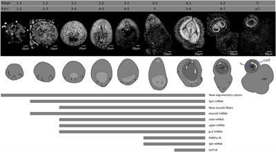 Stem cell proliferation and differentiation during larval metamorphosis of the model tapeworm Hymenolepis microstoma